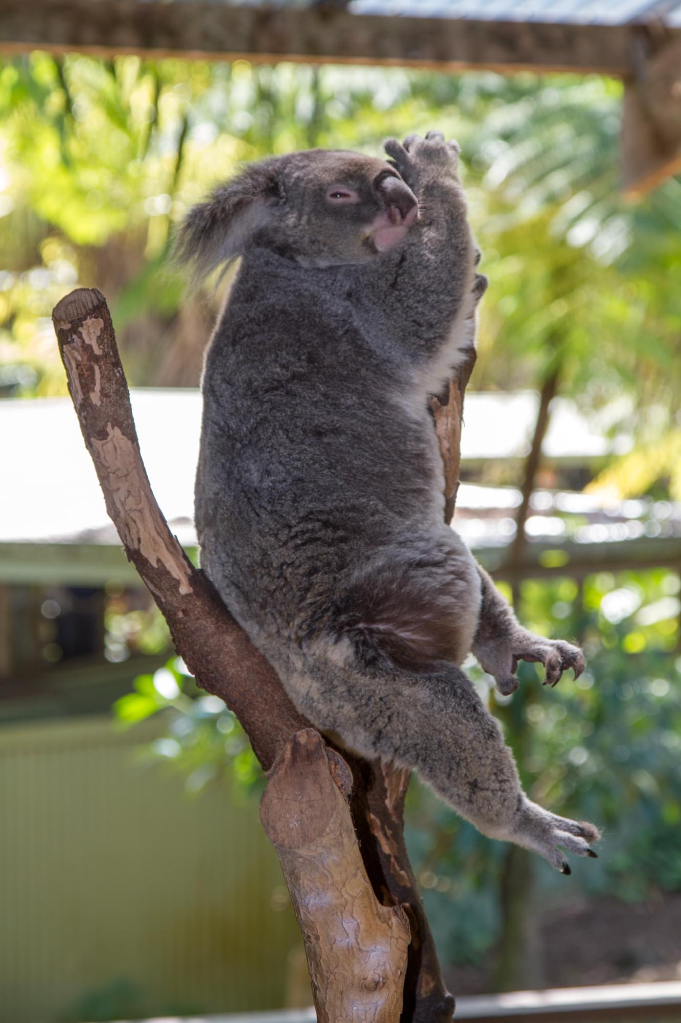 02_20150813   AUS 487   Kuranda